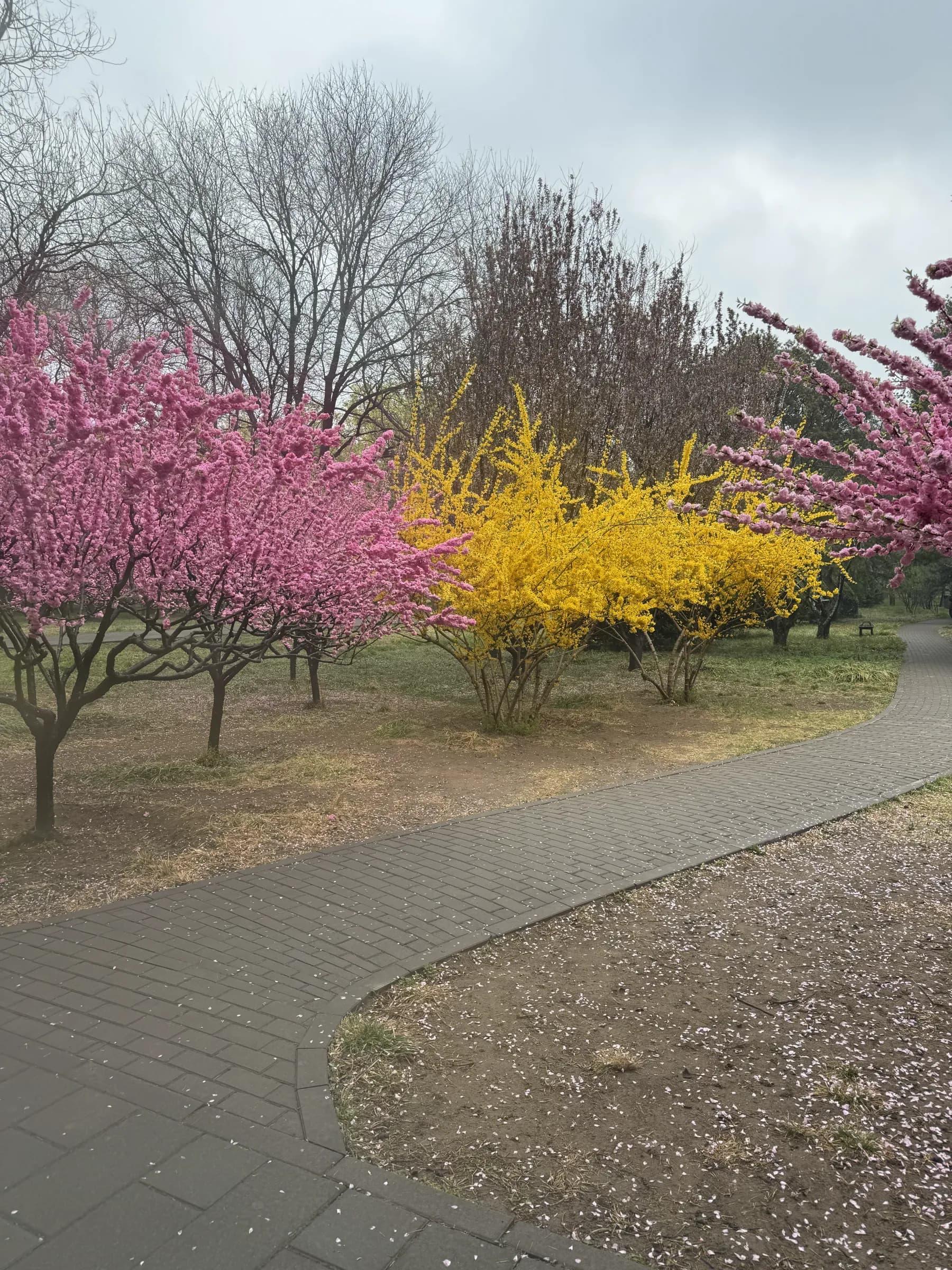 Cherry blossoms along a path in a park in Beijing