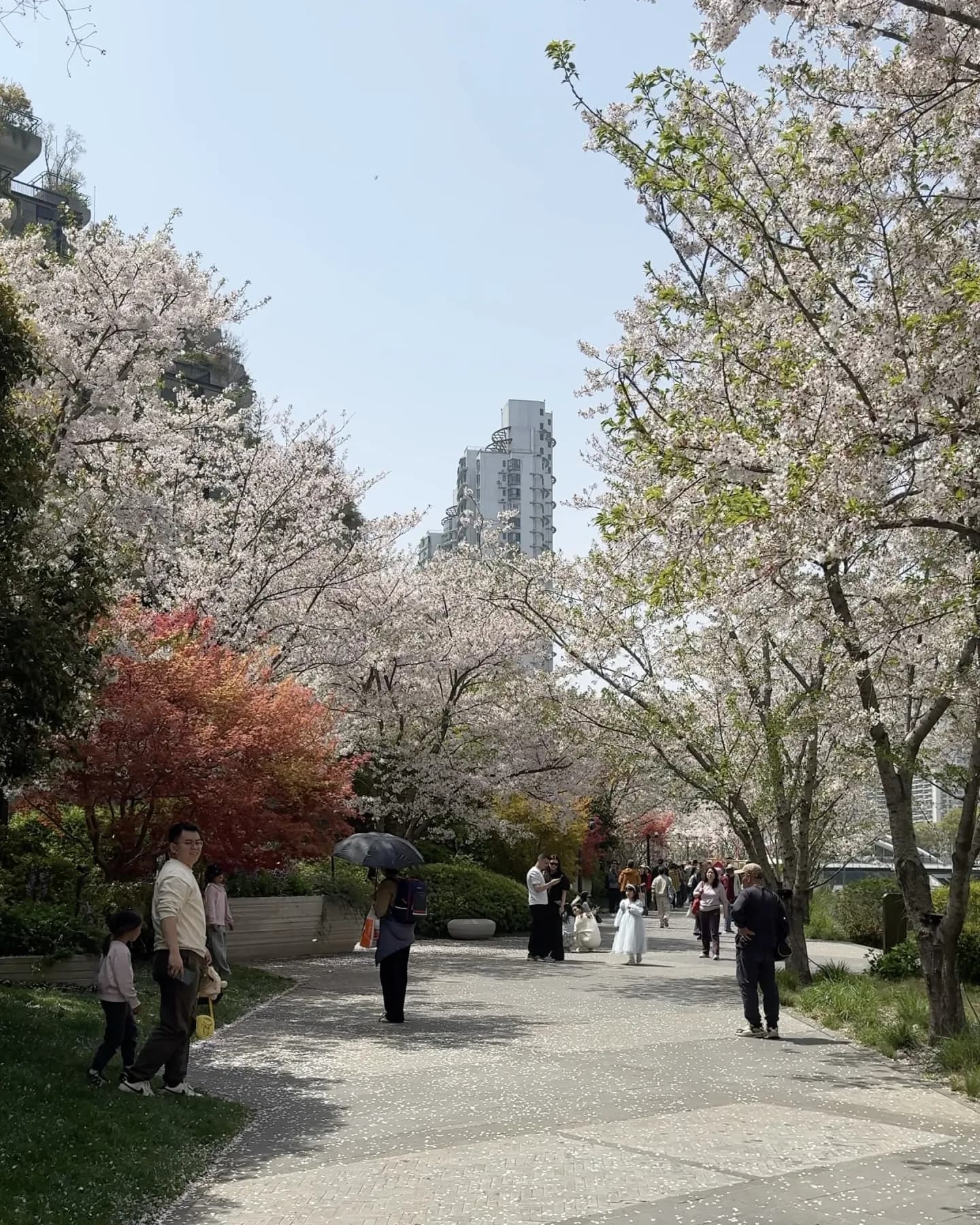 Cherry blossoms in a park in Shanghai