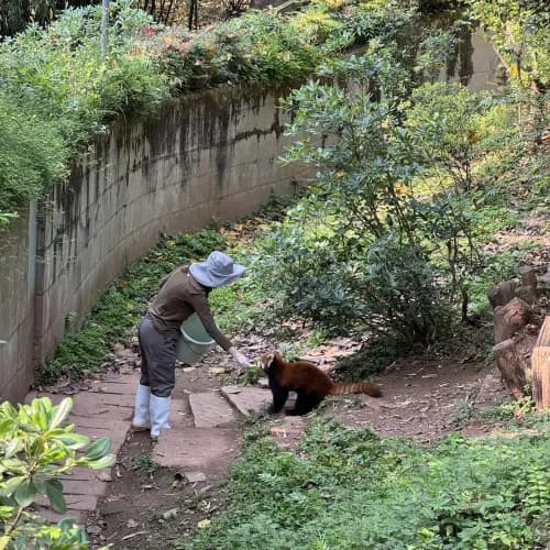Entrada a la Base de Pandas de Chengdu