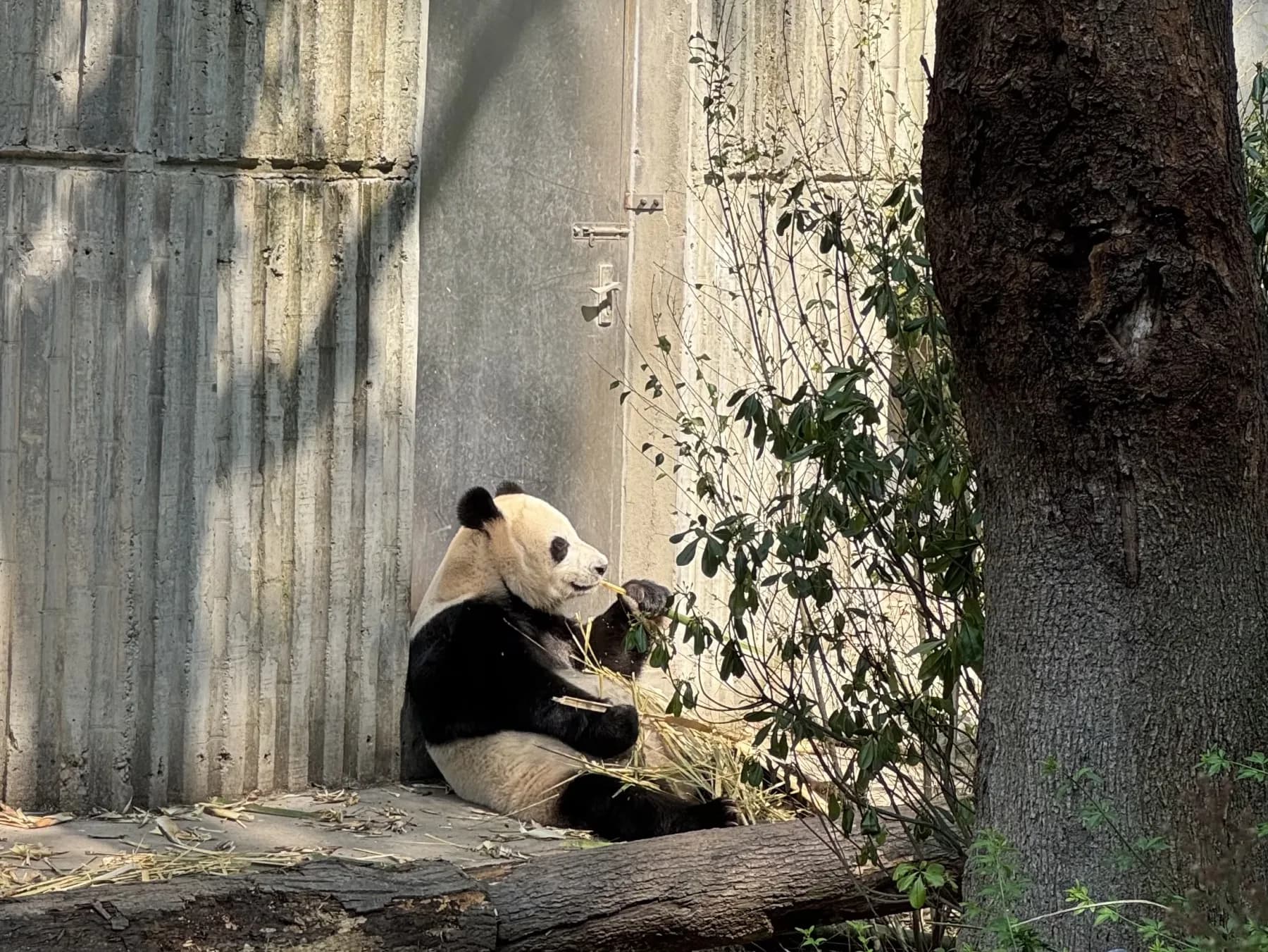 Panda gigante en la base de conservación de Chengdu
